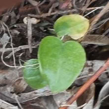 Photo of free Lords and Ladies plants (East Croydon CR0) #2