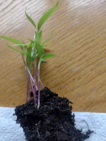 Photo of free Mystery chilli pepper seedlings (Cefnsuran Farm LD7) #2