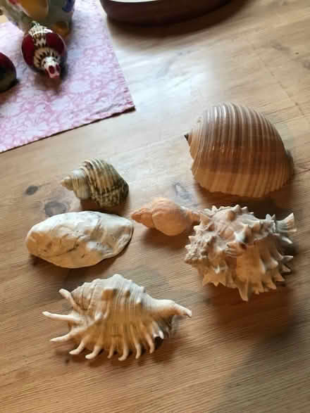 Photo of free Shells (Ebley GL5) #1