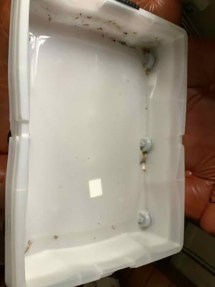 Photo of free Two underbed plastic drawers on wheels (The Nurserylands TW12) #1