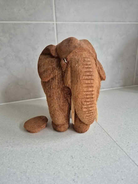 Photo of free Mammoth from coconut (Tytherington SK10) #1