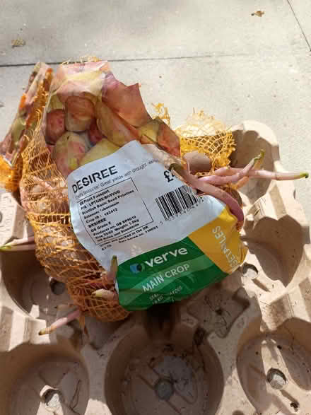 Photo of free Desiree seed potatoes (Cherry Tree BB2) #1