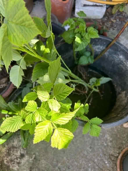 Photo of free Yew and raspberry plants (Hollingdean BN1) #1