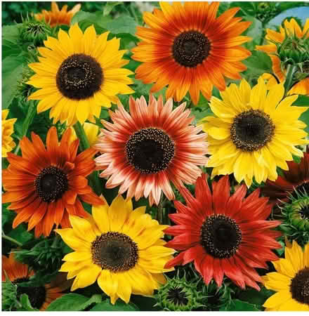 Photo of Sunflowers (Congleton CW12) #2