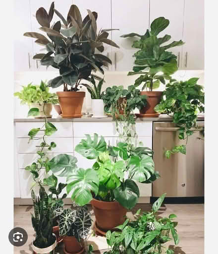 Photo of Any Indoor Plant/s (Paulsgrove PO6) #1