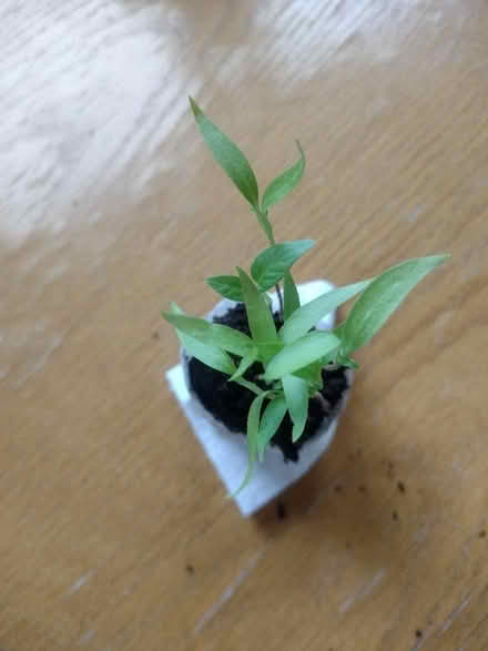 Photo of free Mystery chilli pepper seedlings (Cefnsuran Farm LD7) #1