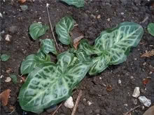 Photo of free 'Italian arum 'Marmoratum'. (Croham CR2) #1