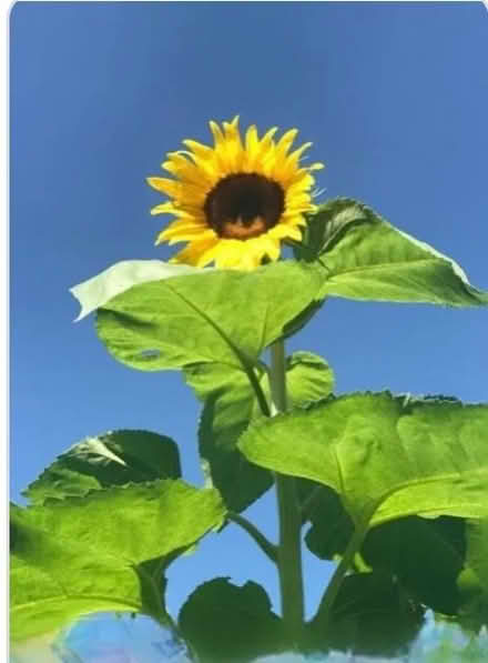 Photo of Sunflowers (Congleton CW12) #1