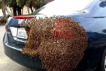 Photo of free Hone Bee Swarm Collection (Horsham) #4