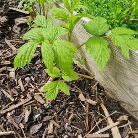 Photo of free Raspberry Plants (Morda SY10) #1