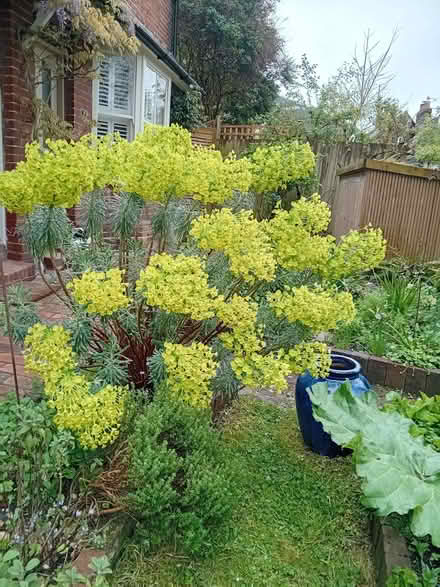 Photo of free Large euphorbia wulfenii plant (Cliffe BN7) #2