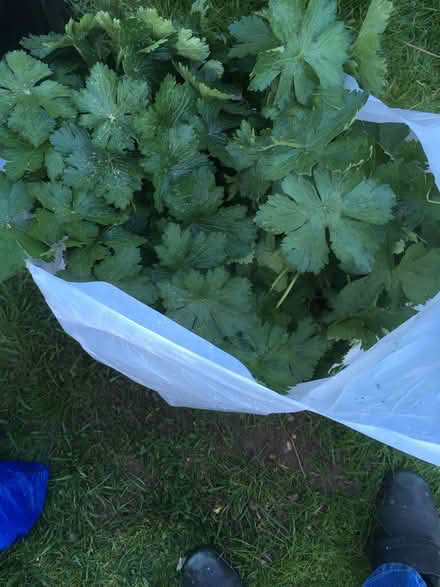 Photo of free Geranium plants (CO11) #2
