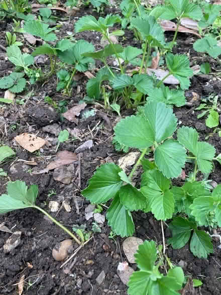 Photo of free Strawberry plants (Goodmayes IG3) #1