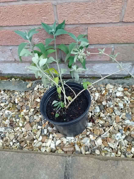 Photo of free Buddlea bush in pot (Colwyn Bay LL29) #1
