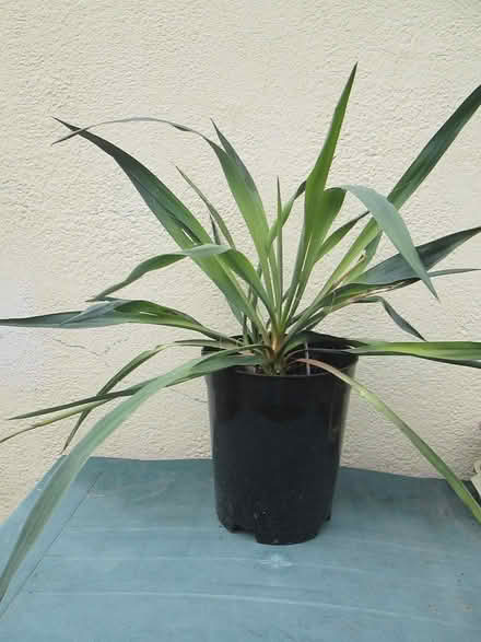 Photo of free Yukka plant in pot (Southchurch SS2) #1