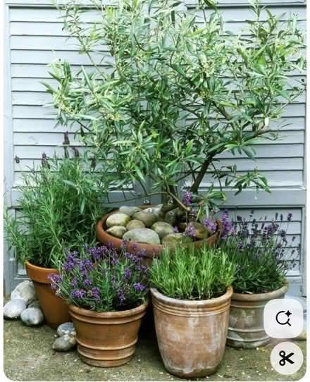 Photo of Large pots/planters (South Woodford E18) #2