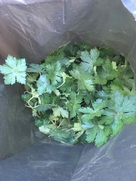 Photo of free Geranium plants (CO11) #3
