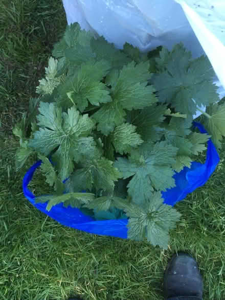 Photo of free Geranium plants (CO11) #1