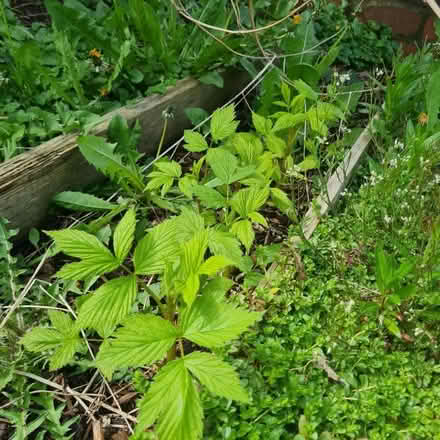 Photo of free Raspberry Plants (Morda SY10) #2