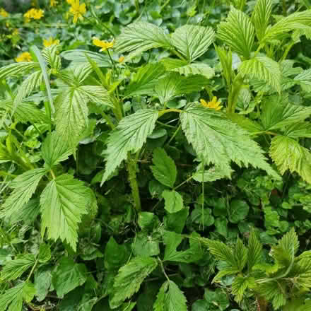 Photo of free Raspberry Plants (Morda SY10) #3