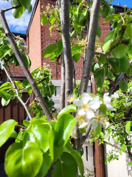 Photo of free Pear tree (Upton CH49) #3