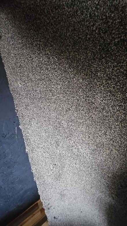Photo of free 1.78m by 4m carpetright carpet off cut. (Spixworth NR10) #2