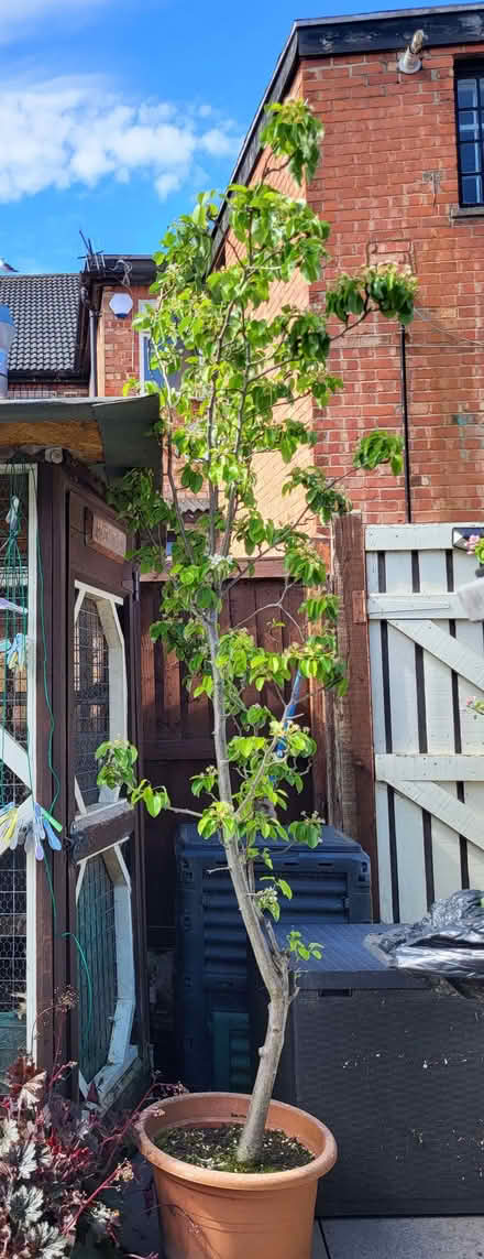 Photo of free Pear tree (Upton CH49) #2