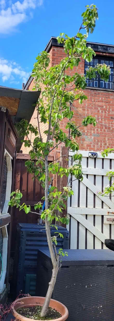 Photo of free Pear tree (Upton CH49) #1