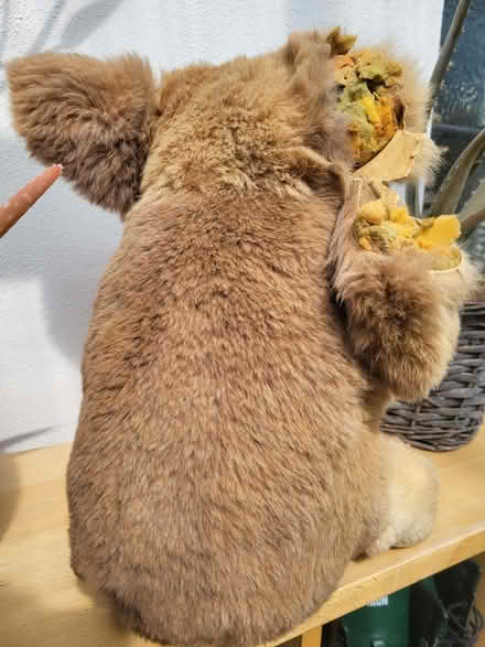 Photo of free Vintage softie Koala, real fur. (Clive Vale TN35) #2