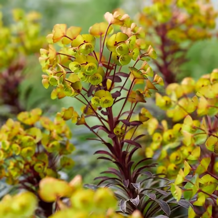 Photo of euphorbia plants (Epping Green SG13) #2