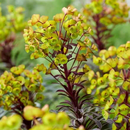 Photo of euphorbia plants (Epping Green SG13) #2