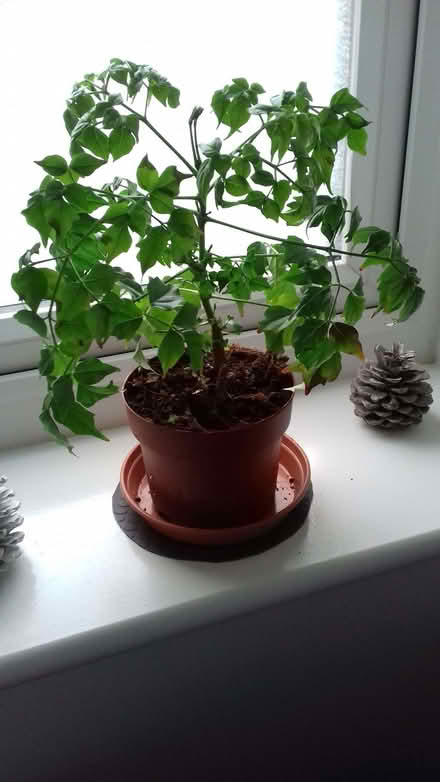 Photo of free Two indoor plants in need of some TLC (Burton Upon Trent DE15) #1