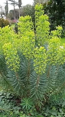 Photo of euphorbia plants (Epping Green SG13) #1
