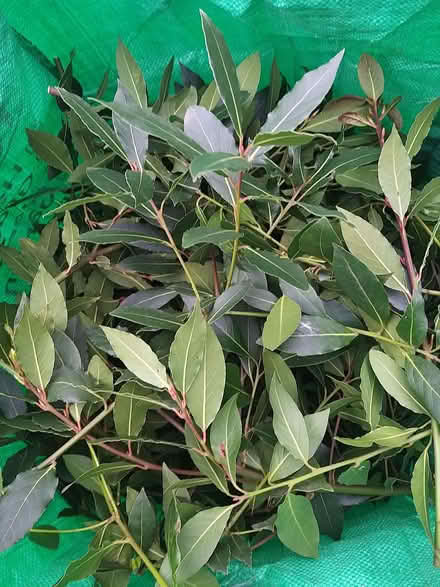 Photo of free Freshly cut Bay Leaves (Woodford IG8) #1