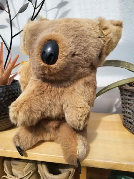 Photo of free Vintage softie Koala, real fur. (Clive Vale TN35) #1