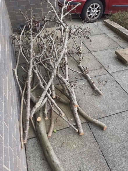 Photo of free copper beech prunings (Bolton le Sands LA5) #1