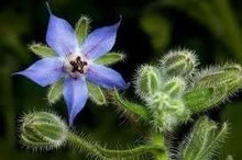 Photo of free Blue Borage (Orgreave S13) #1