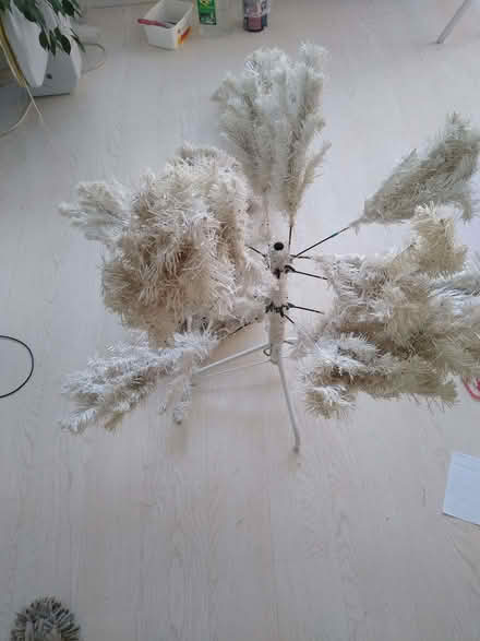 Photo of free Xmas tree (Lion Gate TW9) #2