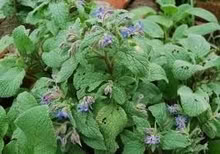 Photo of free Blue Borage (Orgreave S13) #2