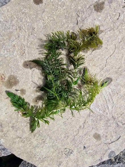 Photo of free pond oxygenating plants large quantity (Lye Valley OX4) #1