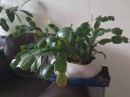 Photo of free Christmas cactus (Morden SM4) #2