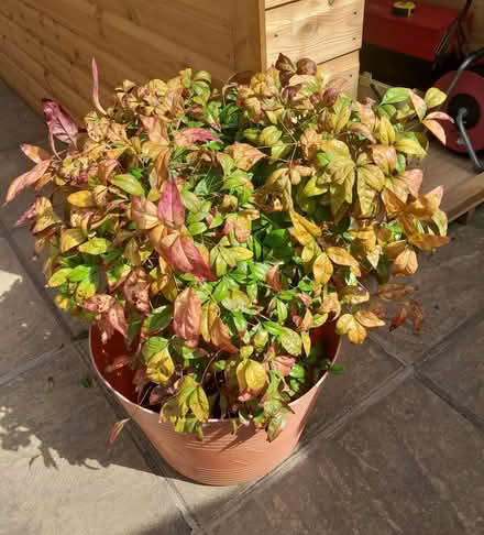 Photo of free evergreen shrub (Elworth CW11) #1