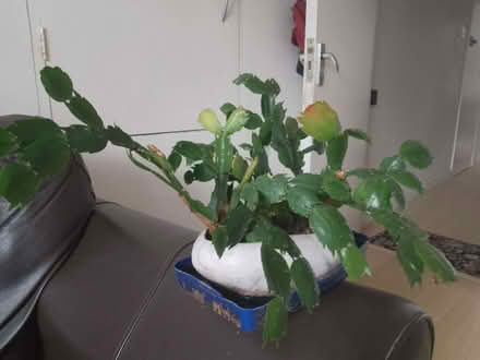 Photo of free Christmas cactus (Morden SM4) #3