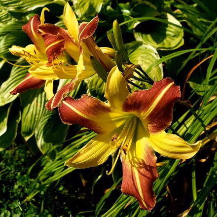 Photo of free Daylillies (Rosedale) #1