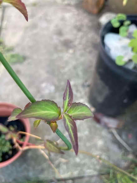 Photo of free Himalayan honeysuckle Plant (Morecambe LA4) #1