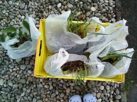Photo of free Plants (Riverside FK8) #1