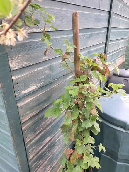 Photo of free Summer House (Birchwood LN6) #2