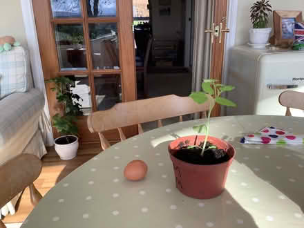Photo of free Cherry tomato plant (Penrith CA11) #1