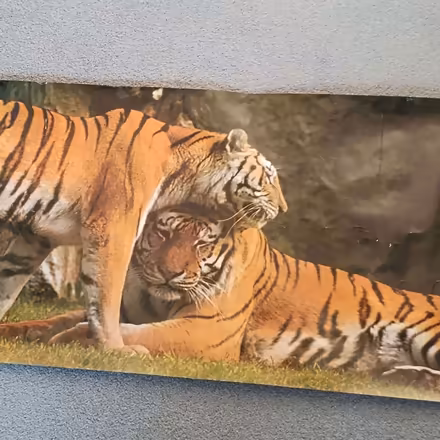 Photo of free Large Poster of Two Tigers (Rayleigh SS6) #1