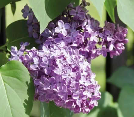 Photo of free Lilac bush runners (Tilehurst RG31) #1